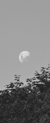 Moon above trees representing intuition, inner reflection, and spiritual connection