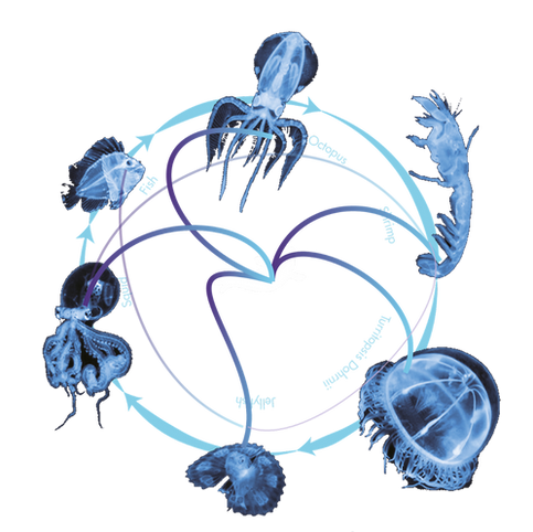 1004露脊鲸排版_画板 1 2_edited.png