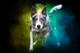Holi-Hunde-Shooting, Holishooting, Hundeshooting, Hundefotografie, bunte Hundebilder, Farbpulver-Shooting, Tierfotografie, Itzehoe, Hamburg, Schleswig-Holstein