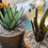 Thumbnail: Succulents - Spikey