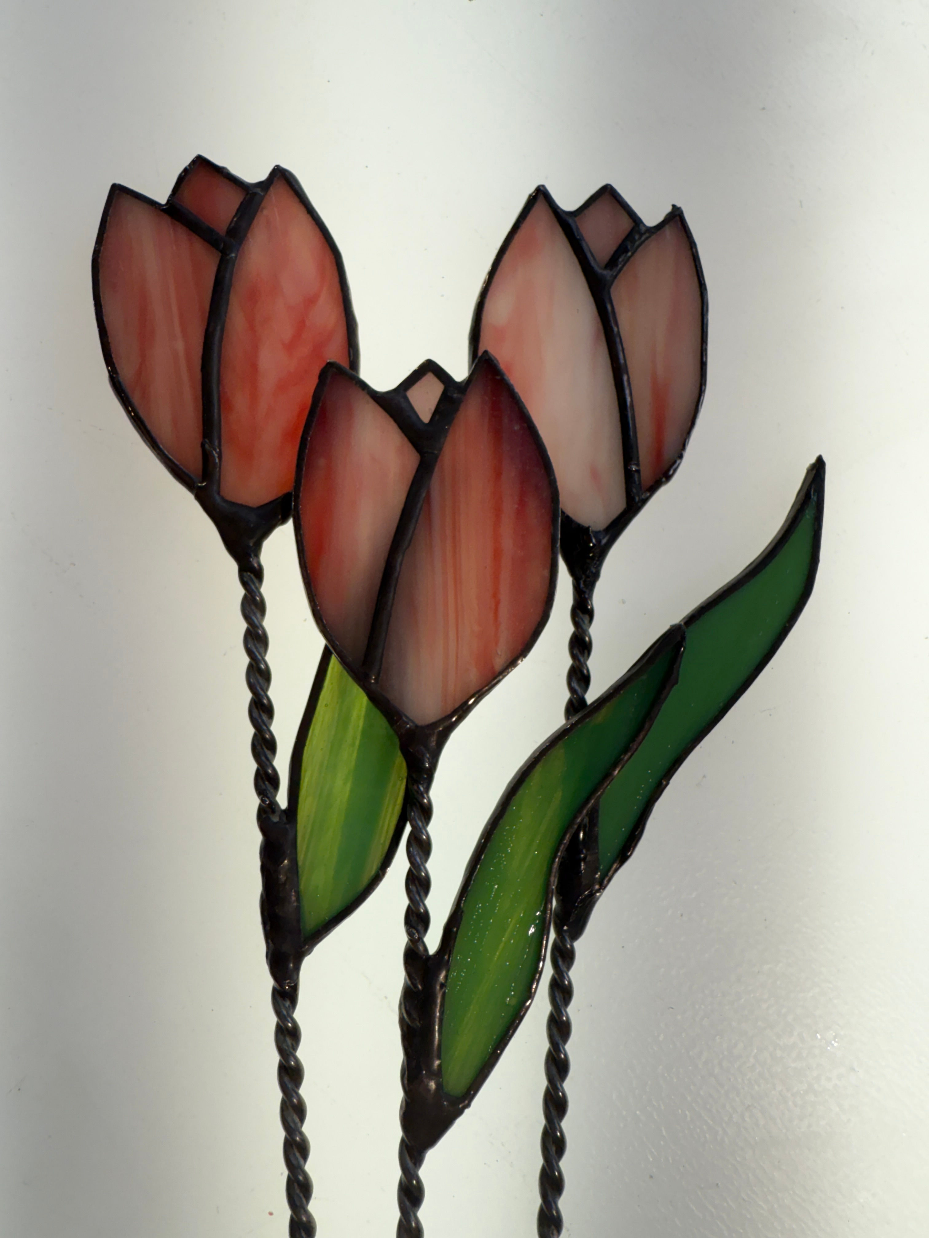 Pink streaky Tulip Stems with leaf