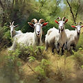 herd of kiko goats grazing overgrown brush