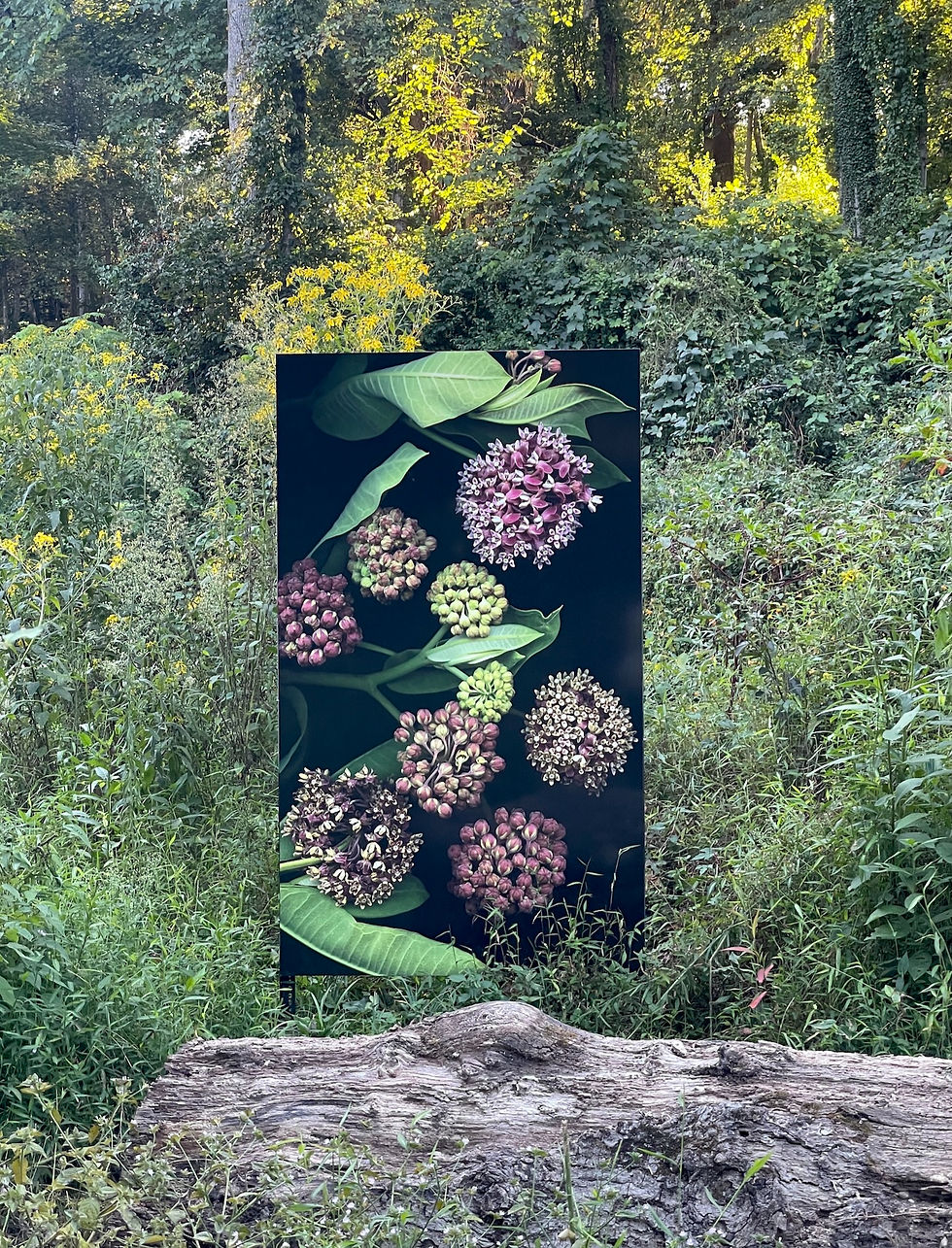 Milkweed