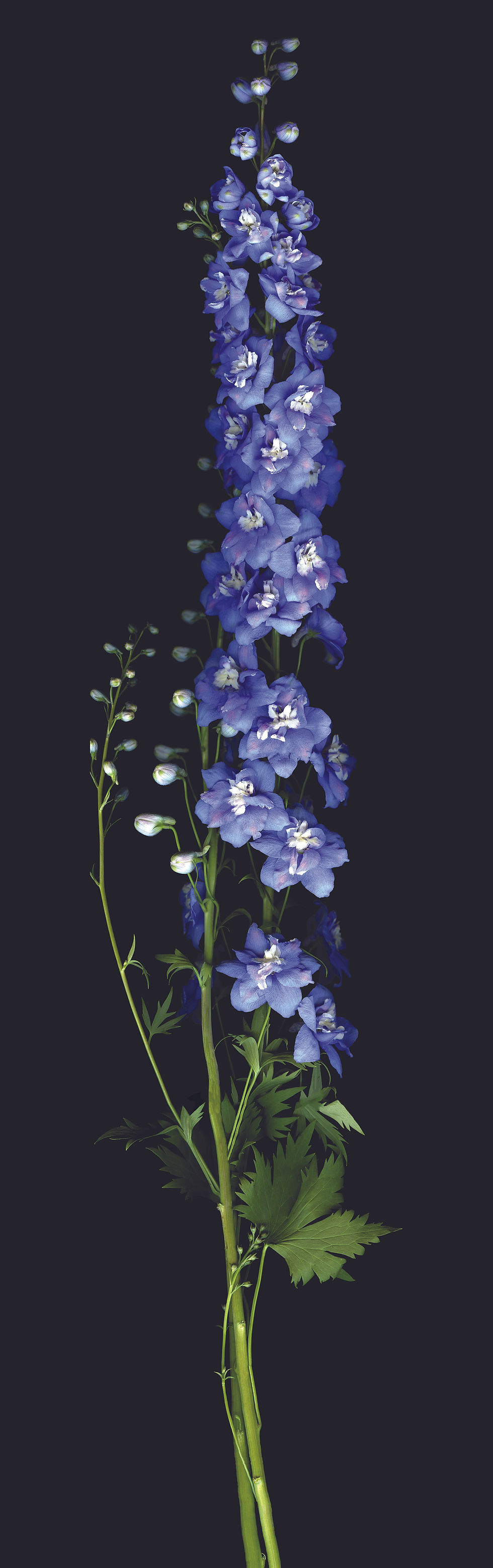 Delphinium