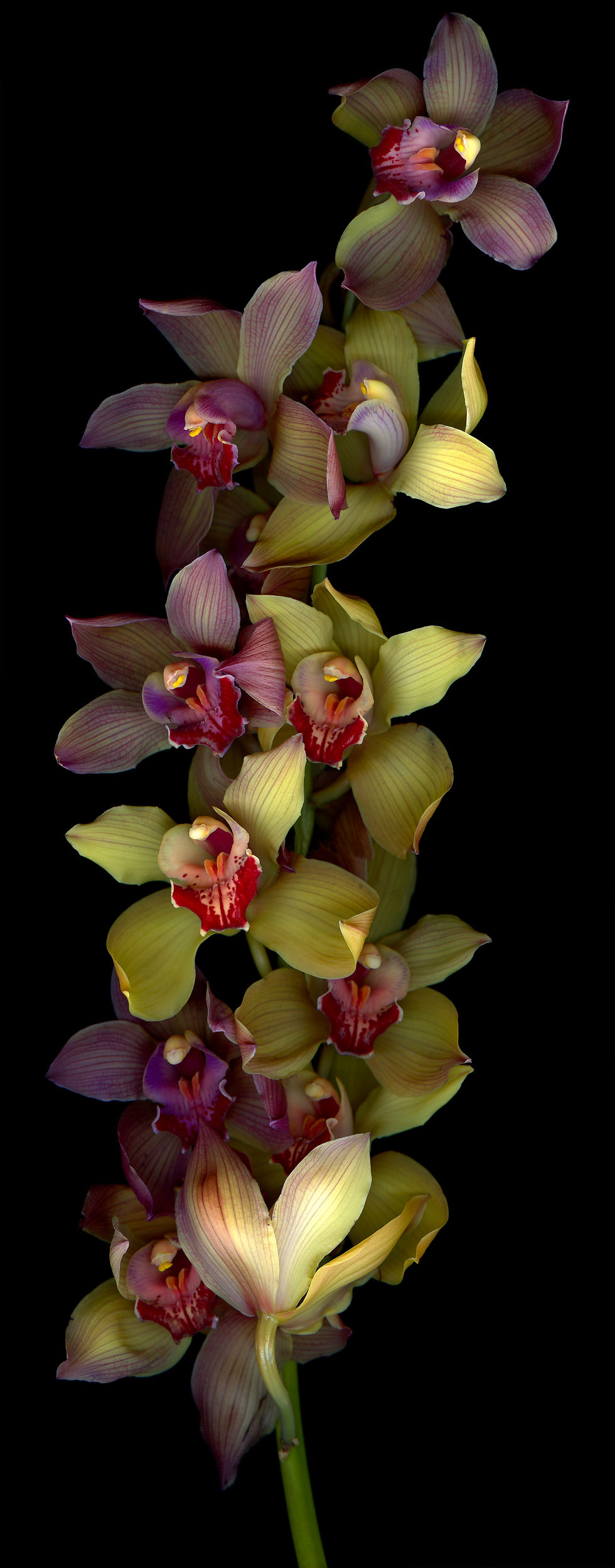 Orchid