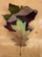 Untitled (Leaves) #0231, 2024