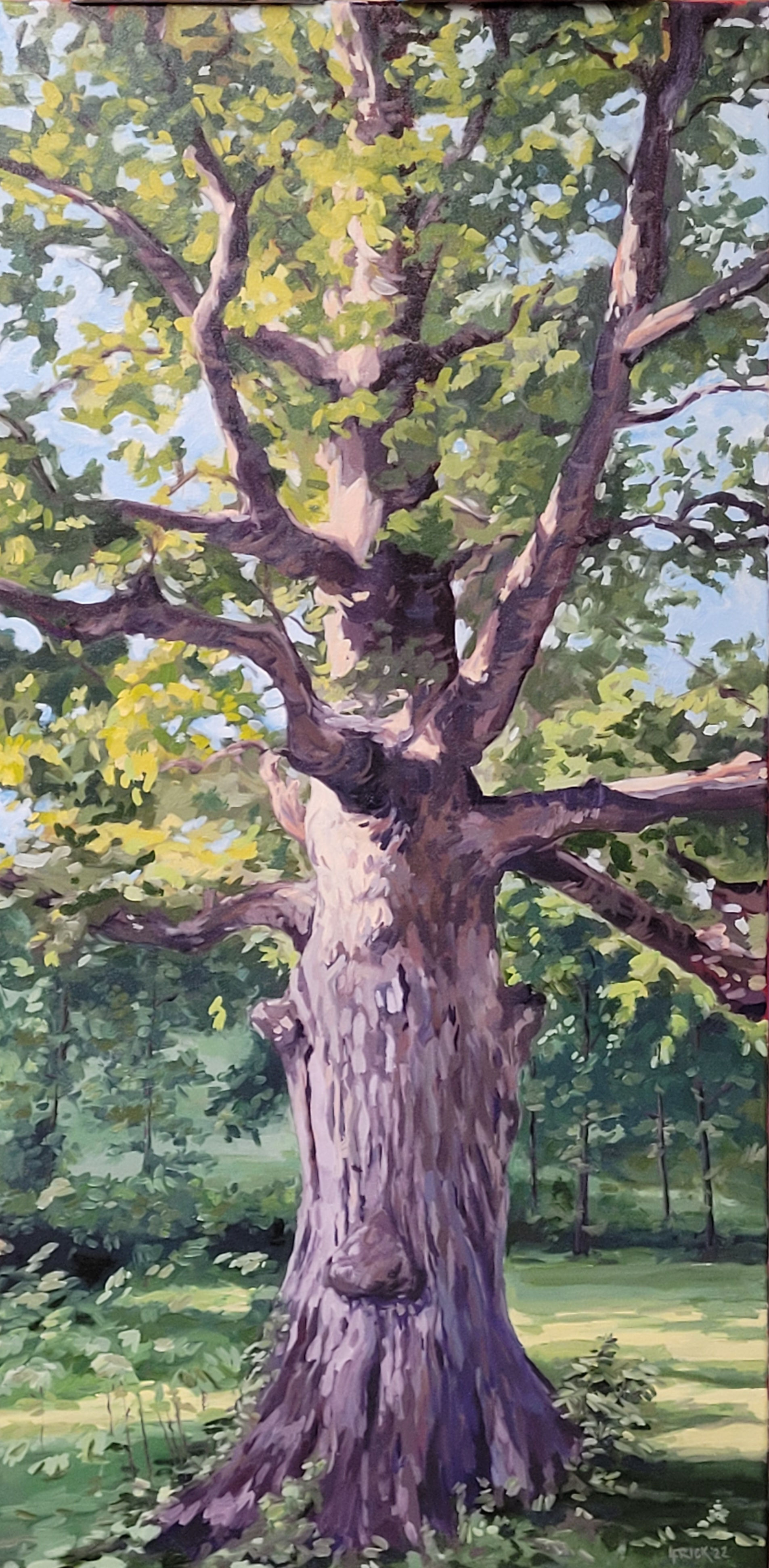 The Old Oak Nose