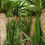 Küçük resim: Yucca elephantipes (2 Gövdeli Avize Çiçeği)