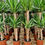 Küçük resim: Yucca elephantipes (2 Gövdeli Avize Çiçeği)