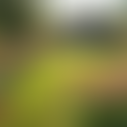 גינה מטופחת: מדריך לתחזוקה וניהול נכון