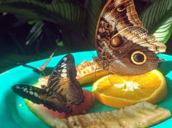 Fruit Plates
