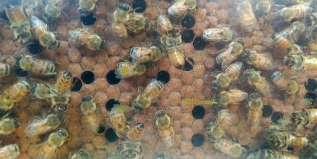 Butterfly Gardens and Bees