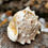 Thumbnail: Conch Shell Horn/Trumpet