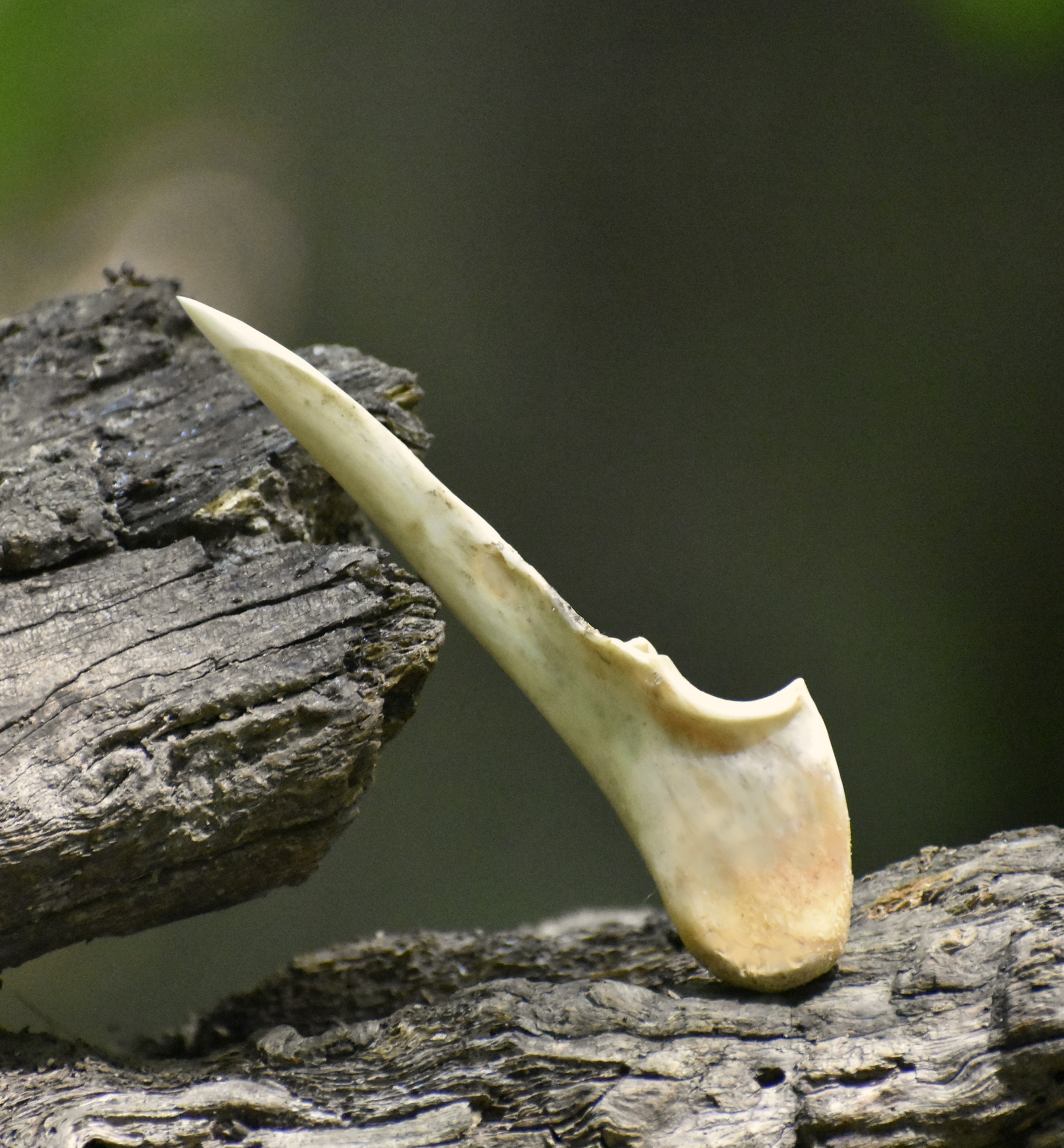 Ulna Awl/Pueblo-Pendleton Ruin Replica