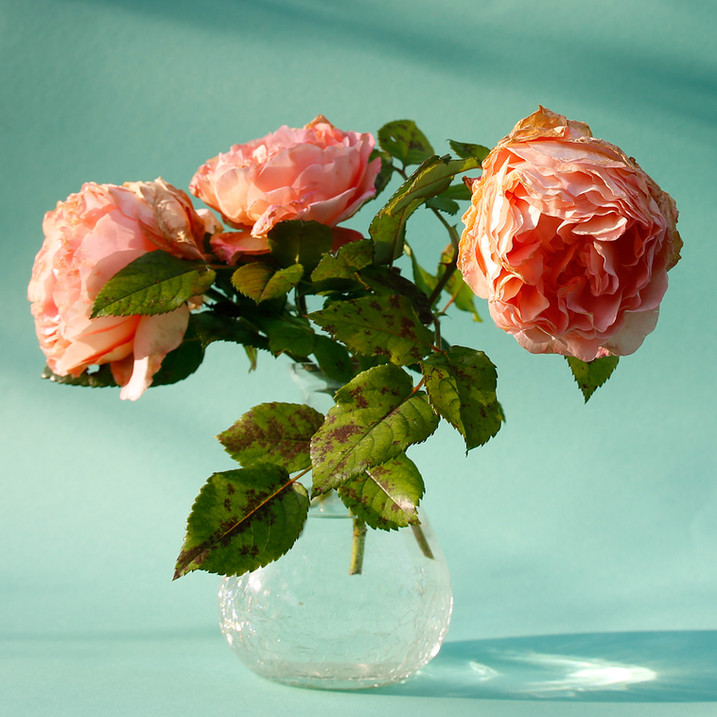 Sehnaz-Seker-Photografie-Flowers.jpg