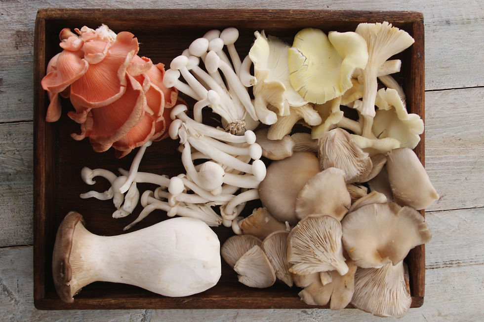 Unlocking the Magic How Mushrooms Benefit Brain Health