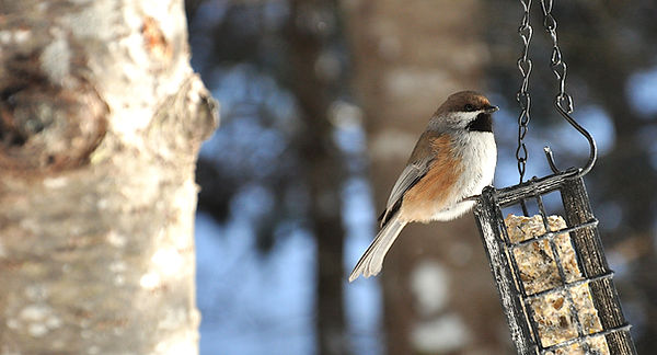 mésange 1.JPG