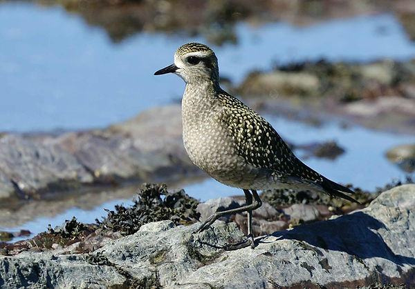 pluvier bronzé mf.jpg