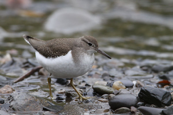 Chevalier grivelé 2.JPG