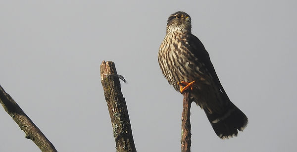 DSCN4530.JPG