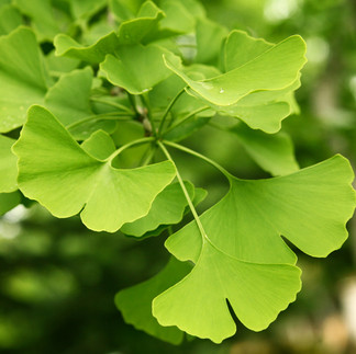 GotuKola Leaves 