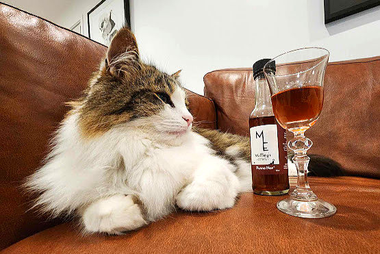 A fur baby with a class of Pinot catnip wine