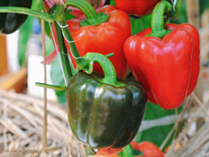 Sri Lankan Silk Route Ventures Unveils A Prototype Greenhouse To Meet Food Security Concerns