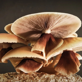 Tawaka_Native mushroom