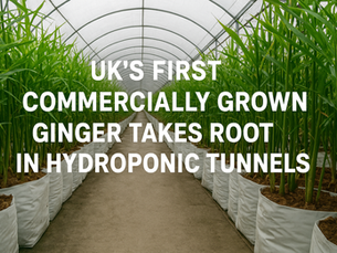 UK Grown Ginger