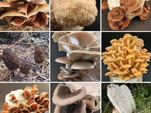 MycoLogic Explores NZ's Native Mushrooms with Spawn Packs and Education