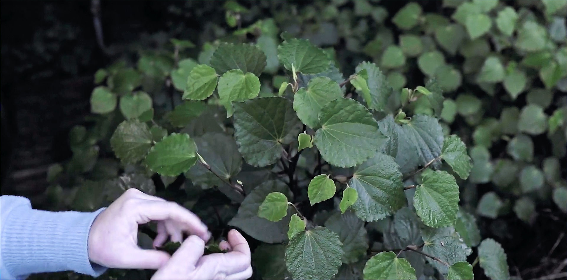 OKU - Kawakawa leaves