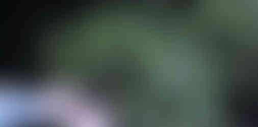 OKU - Kawakawa leaves