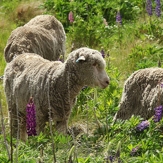 Sheep eating Lupins NZ- Lake Tekapo