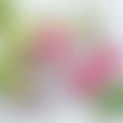 Heirloom Radish from GrowYours.nz