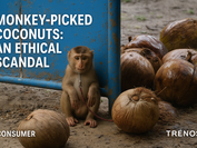 Monkey Picked Coconuts - An Ethical Scandal visual media slide