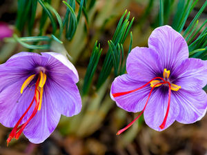 Indian Innovator Spearheads Aeroponic Saffron Revolution