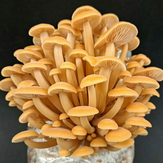 Enoki Mushroom