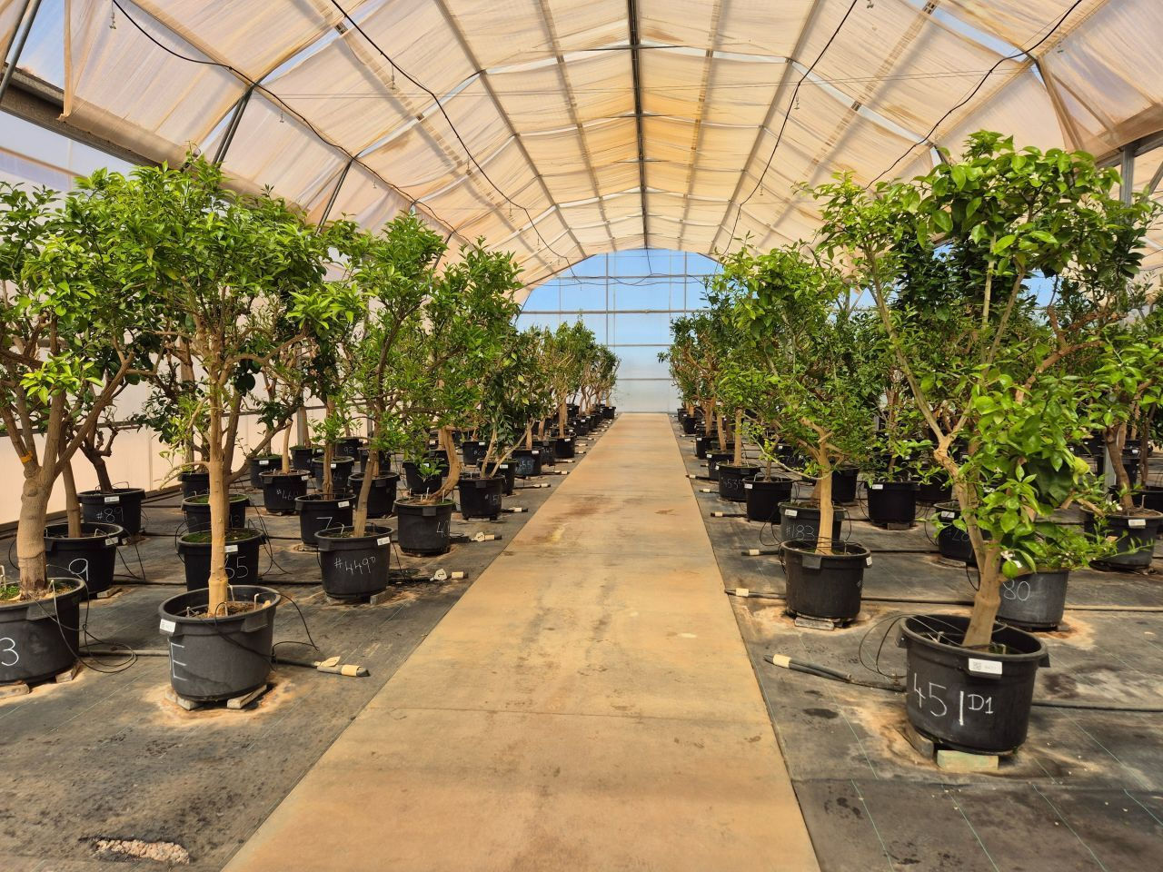 Auscitrus - Dareton, NSW facility protecting and propagating citrus varieties
