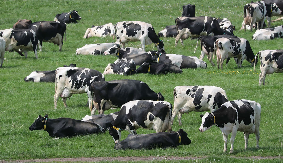 Cows grazing in a field