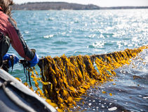 Seaweed Harvesting
