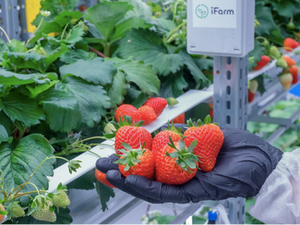 ME Demand Sees Vertical iFarm Moving Base to UAE