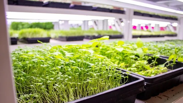 Greeneration microgreens