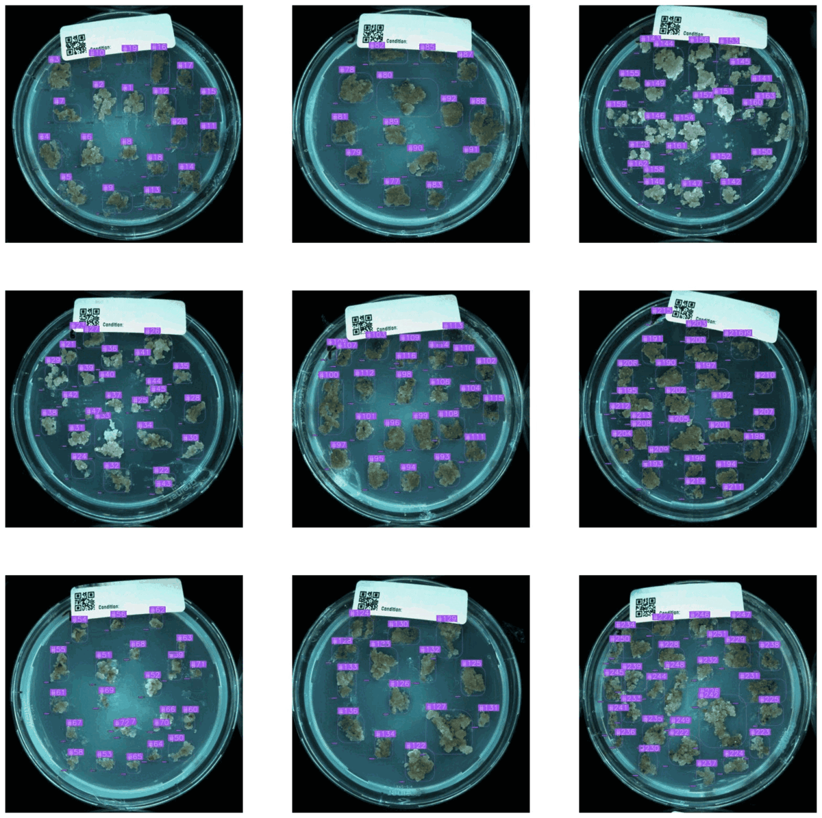 Food Brewer Cultivated Cell Cultures