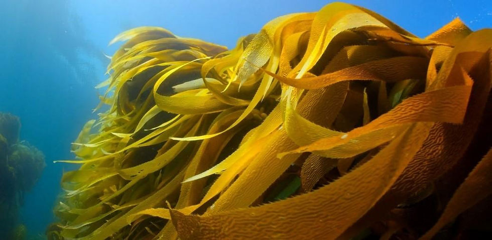 Kelp seaweed