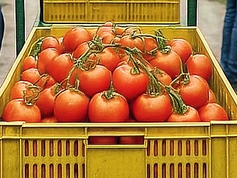 Tomato harvesting