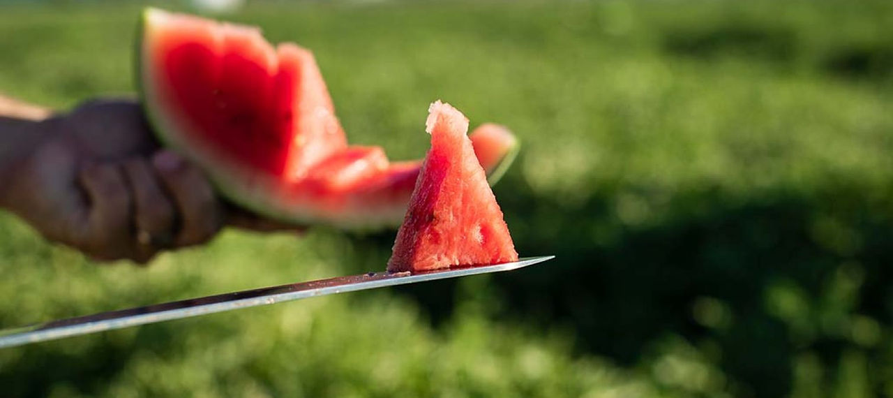 LeaderBrand Gisborne Watermelon harvest 