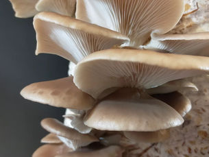 Oyster Mushroom