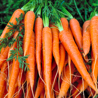 Dutch Carrots from GrowYours.nz