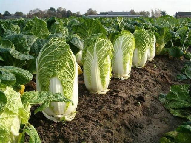Kimchi Under Threat as Climate Changes Affect Napa Cabbage Growing