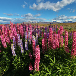 Lupins NZ- Lake Tekapo